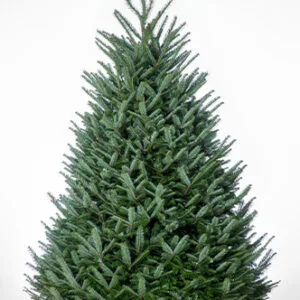 Premium Fraser Fir Christmas tree from Tree Riders NYC — fresh-cut, farm-direct, available in heights 3 to 12 feet for NYC bicycle delivery